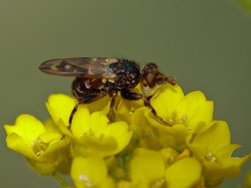 Myopa buccata